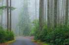 USA, Washington State, Seabeck. Foggy forest and road in Scenic Beach State Park. Art Print